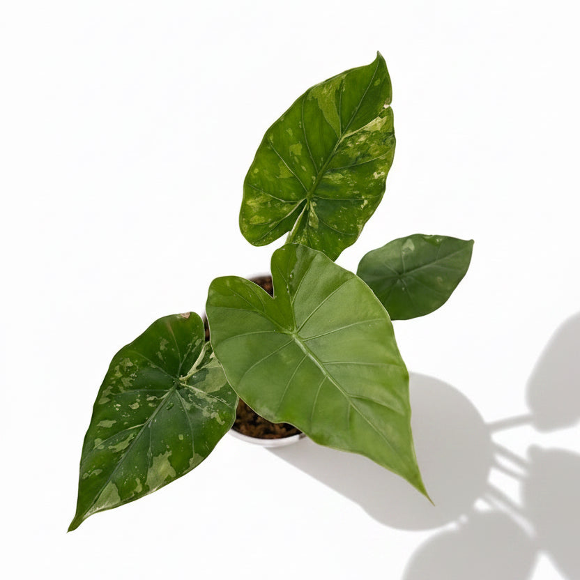 Alocasia Macrorrhiza Albo Variegata